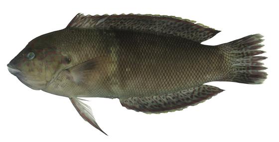 紅喉盔魚